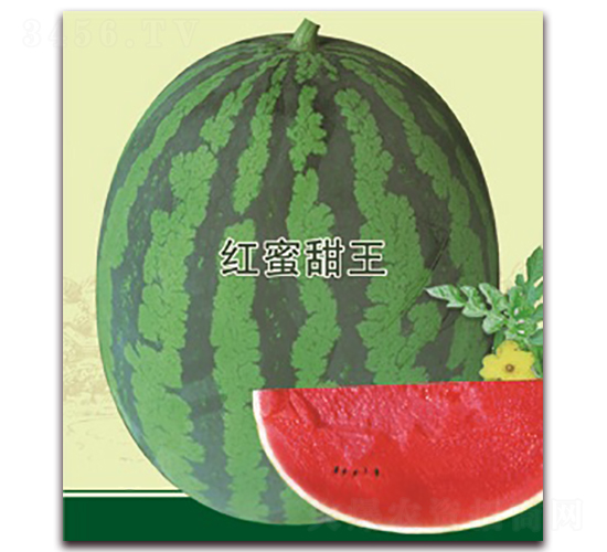 �t������-���ϷN��-���S�N�I(y��)