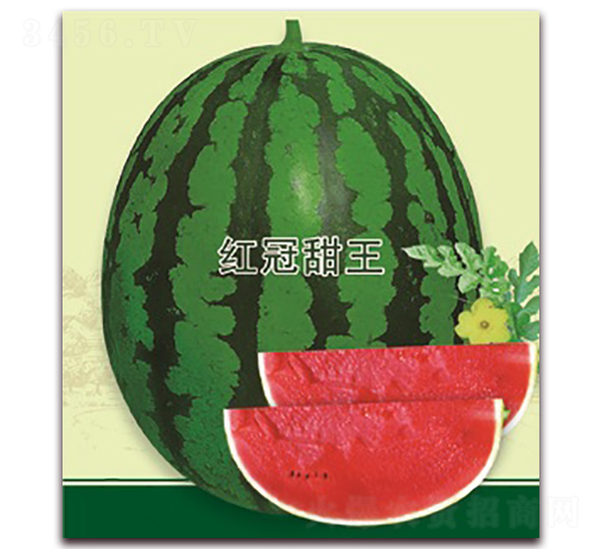 �t������-���ϷN��-���S�N�I(y��)