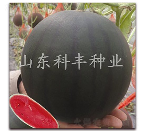 ɽ��ī��-���ϷN��-���S�N�I(y��)