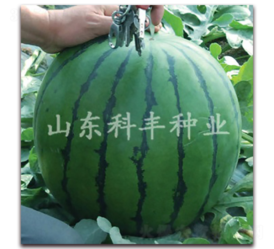 ɽ���ǹ�-���ϷN��-���S�N�I(y��)