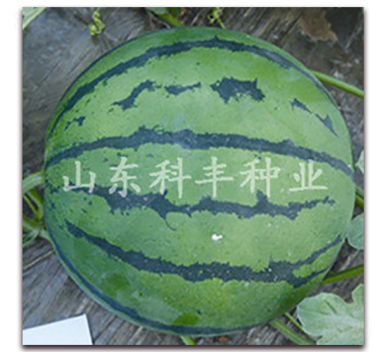 ɽ������-���ϷN��-���S�N�I(y��)