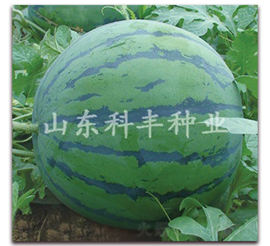 ɽ�Ƽt��-���ϷN��-���S�N�I(y��)