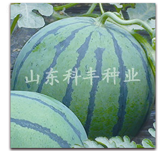 ɽ������-���ϷN��-���S�N�I(y��)