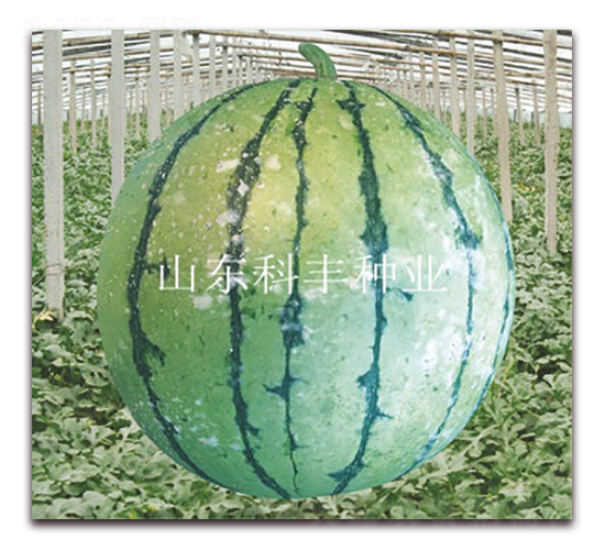 ����180-���ϷN��-���S�N�I(y��)