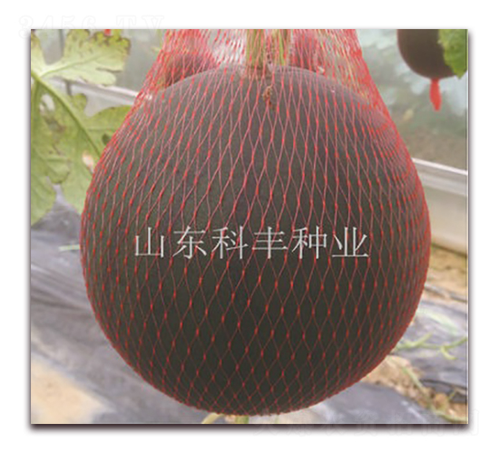 �ی�300-���ϷN��-���S�N�I(y��)