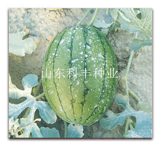 �ᭇ160-���ϷN��-���S�N�I(y��)