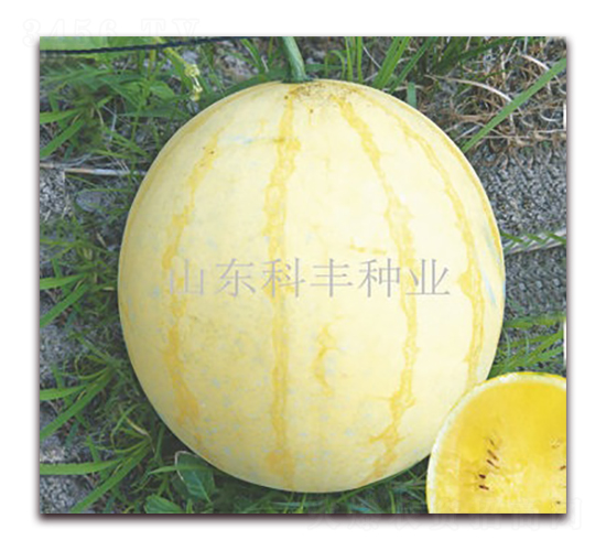 ���S-���ϷN��-���S�N�I(y��)