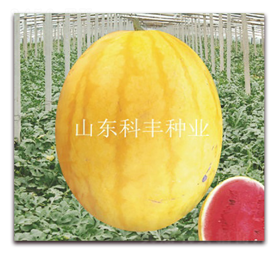 ��t-���ϷN��-���S�N�I(y��)