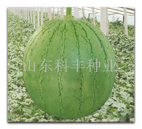 �t���-���ϷN��-���S�N�I(y��)