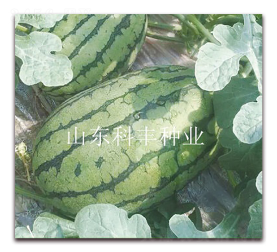 �t����260-���ϷN��-���S�N�I(y��)