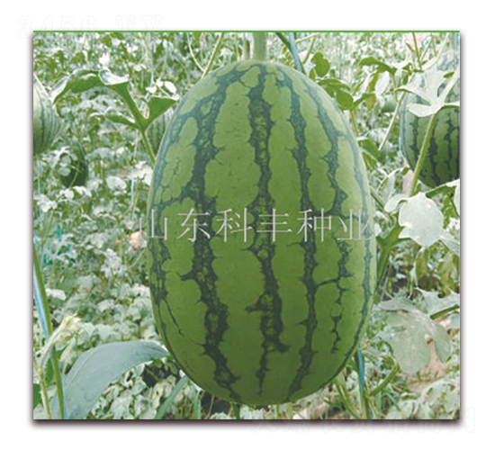 �t����200-���ϷN��-���S�N�I(y��)