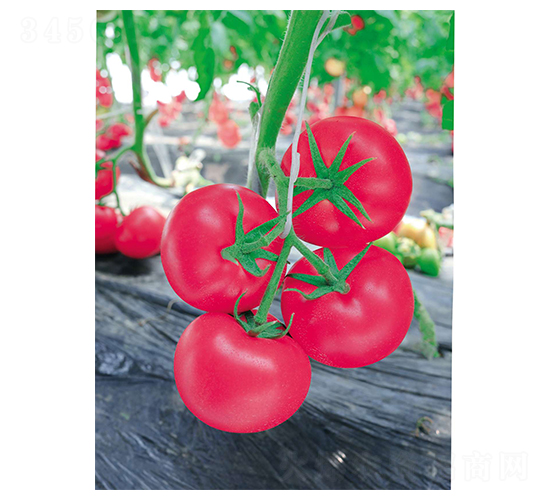 ����28-���ѷN��-�Έ@����