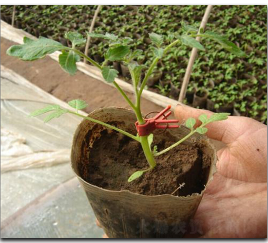 ������ľһ̖��JZM-1��-���ѷN��