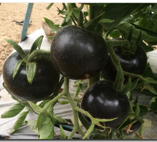 �����Ԫ��-���ѷN��