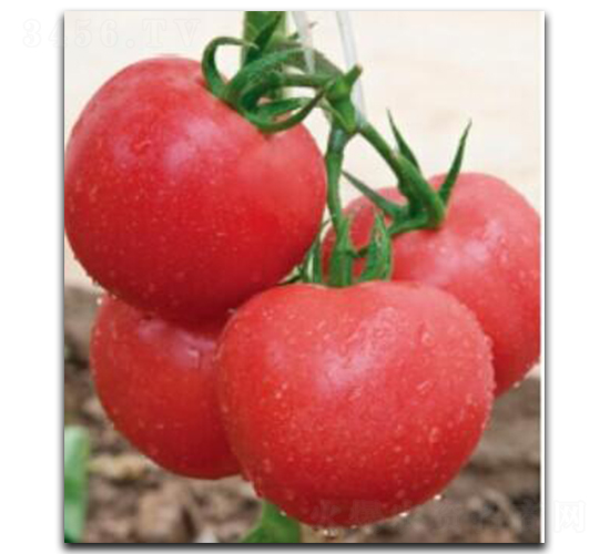 ����8̖(h��o)B��-���ѷN��