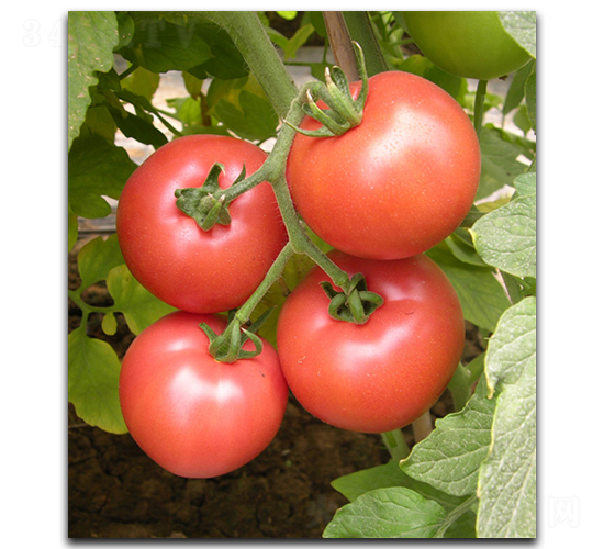 ����M5038-���ѷN��