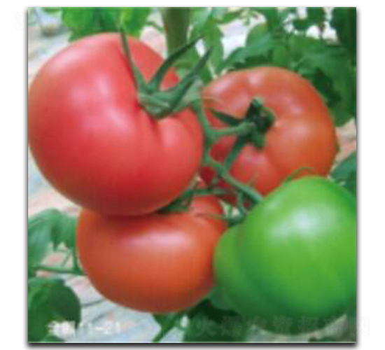 ����11-21-���ѷN��