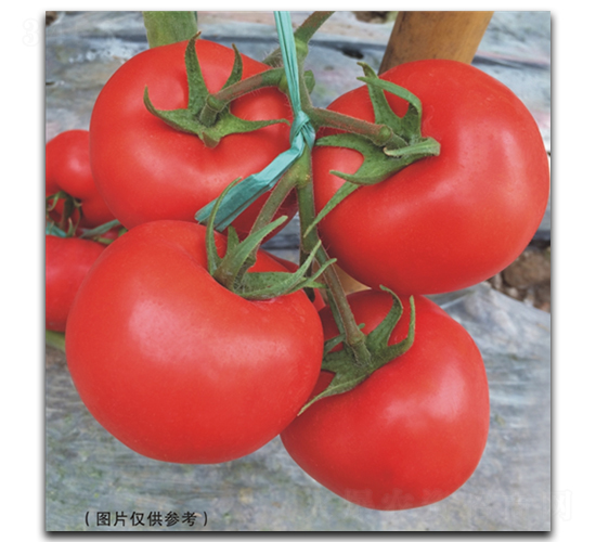 ����513-���ѷN��