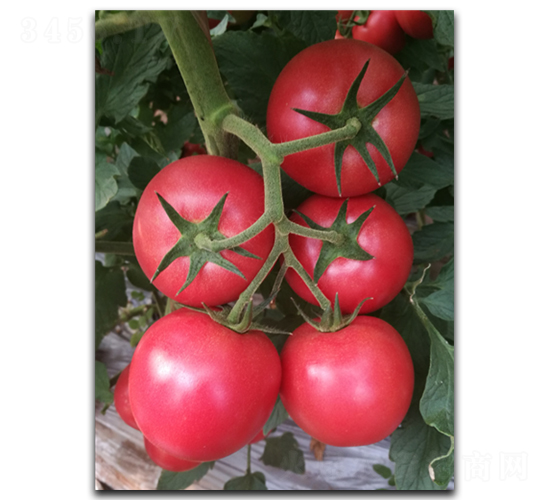 ����ʥ�ȁ�04-���ѷN��