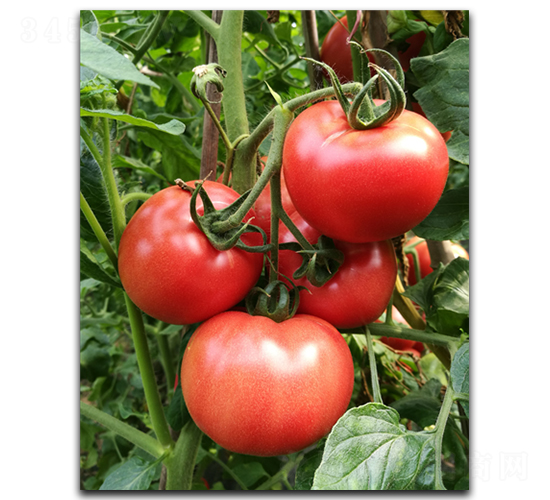 ����18-98-���ѷN��