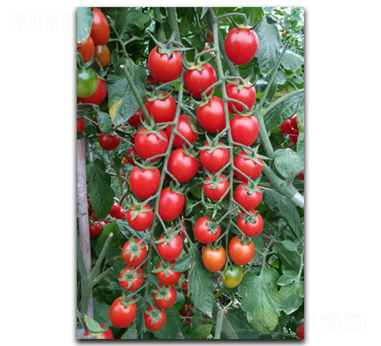 ����t��132-���ѷN��