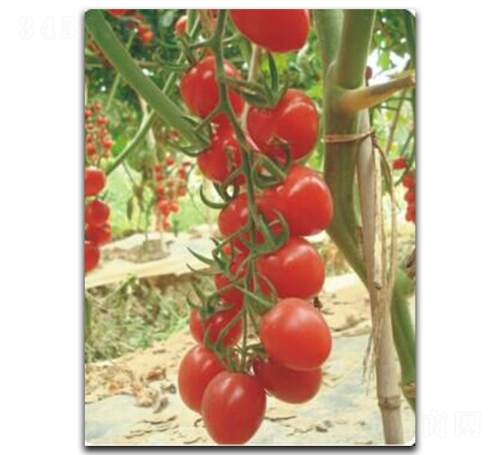 �������һ̖-���ѷN��