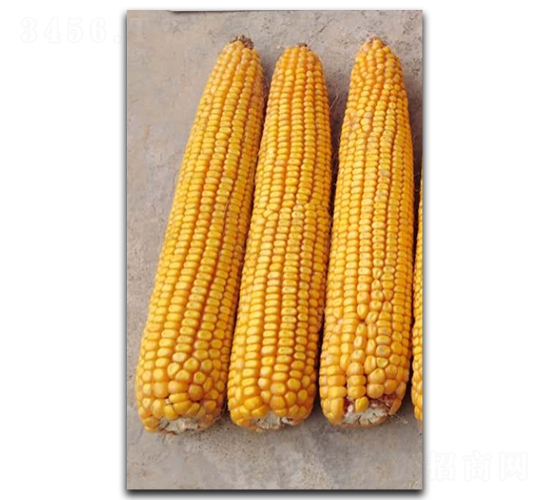 ¡�S5̖(h��o)-���׷N��