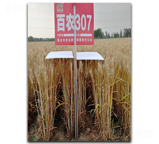 ���r307-С���N��