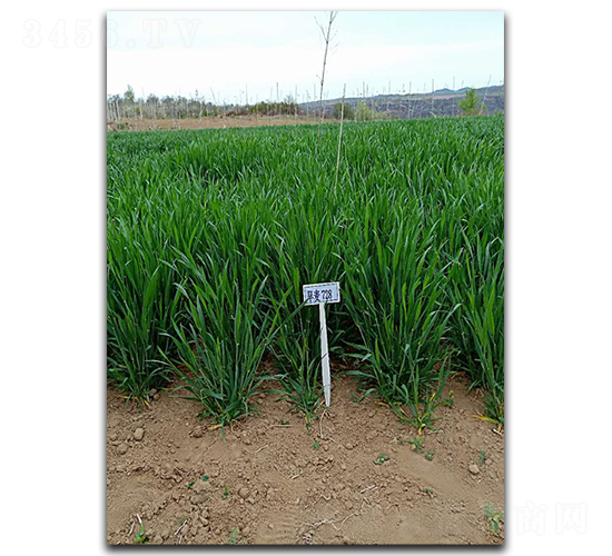 ����728-С���N��