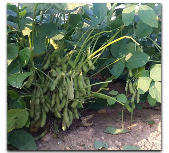 ��G��-ë���N��-ï�A�N�I(y��)