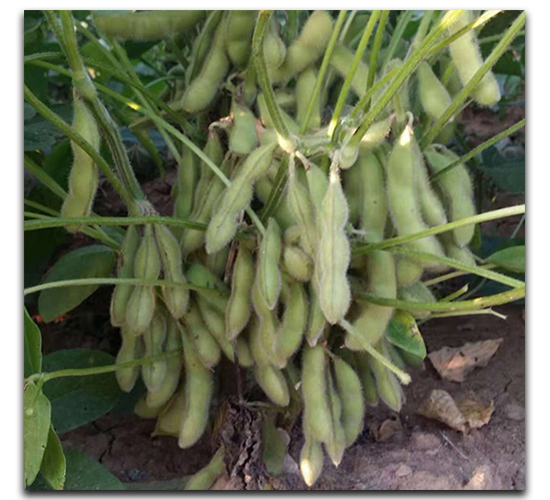 ���S��-ë���N��-ï�A�N�I(y��)