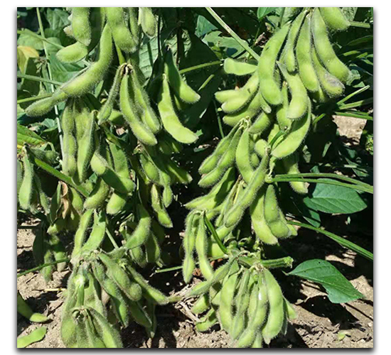 ���x88-ë���N��-ï�A�N�I(y��)