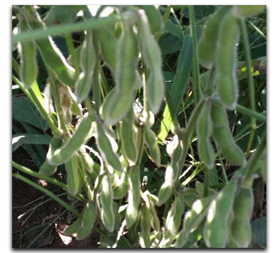 �_��75-3-ë���N��-ï�A�N�I(y��)