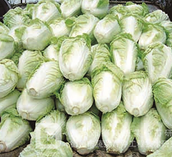 �¸�16-��ײ˷N��-�¸�