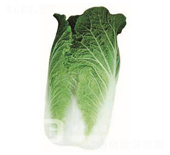 �����[���ײ�-CR117-��ײ˷N��-�¸�