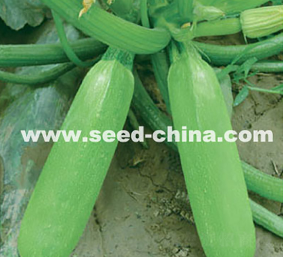 �G����-�����J�N��-���·N�I(y��)