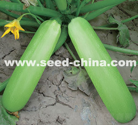 �߿��������G�䡱-�����J�N��-���·N�I(y��)