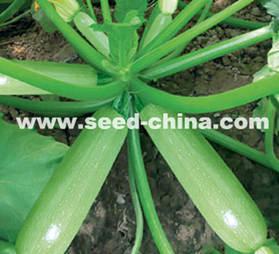 ����-�����J�N��-���·N�I(y��)