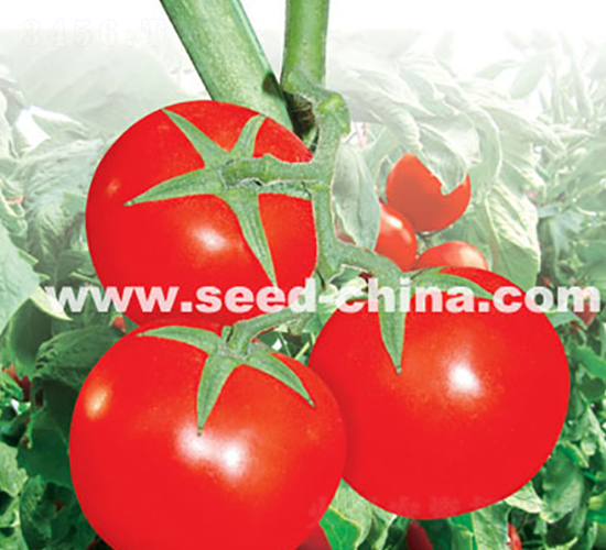 ������-���ѷN��-���·N�I(y��)