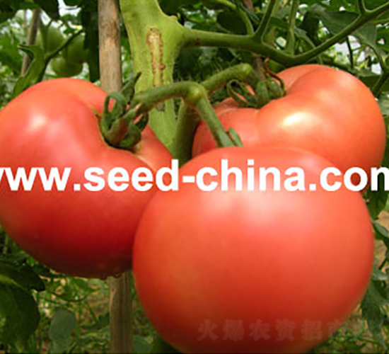 ��������-���ѷN��-���·N�I(y��)