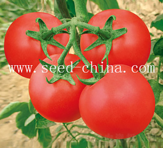 ����F1-���ѷN��-���·N�I(y��)