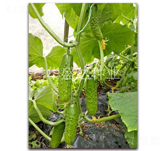 ʢ�S��̖-�S�ϷN��-�Aʢ�_(d��)