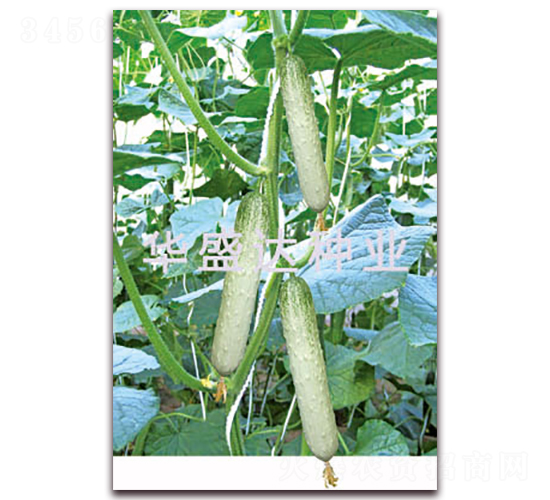 ʢ�_(d��)313-�S�ϷN��-�Aʢ�_(d��)