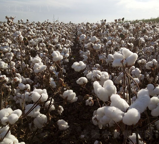 �����50̖(h��o)-�޻��N��-��ʥ�̷N�I(y��)