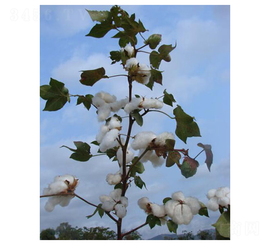 �����79̖-�޻��N��-��ʥ�̷N�I(y��)