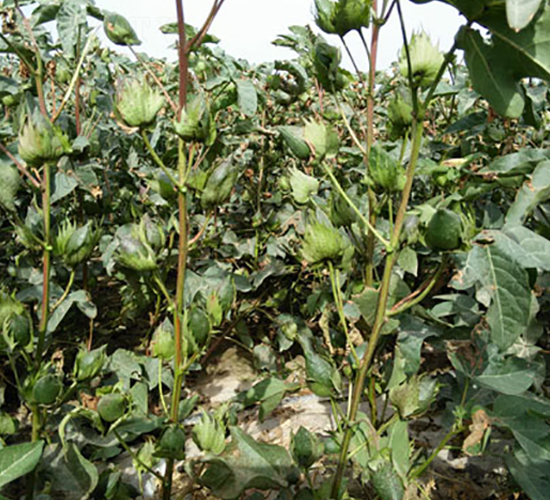 �º�56̖-�޻��N��-��ʥ�̷N�I(y��)