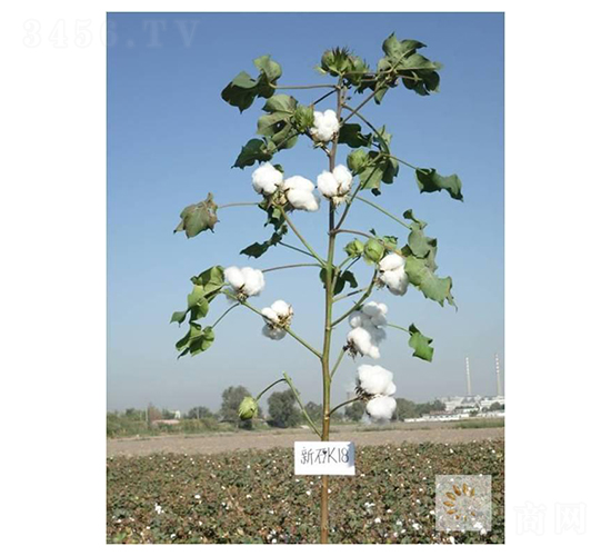 ��ʯK18-�޻��N��-��ʥ�̷N�I(y��)