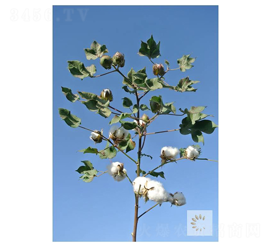 �����75̖(h��o)-�޻��N��-��ʥ�̷N�I(y��)