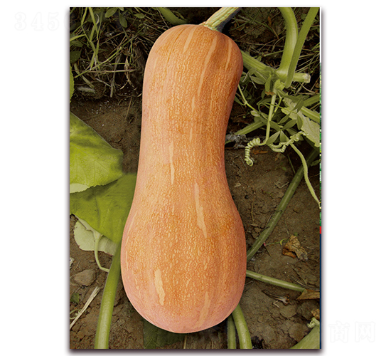 �ϻ��۱��Ϲϣ�1079��-�ϹϷN��-�����r