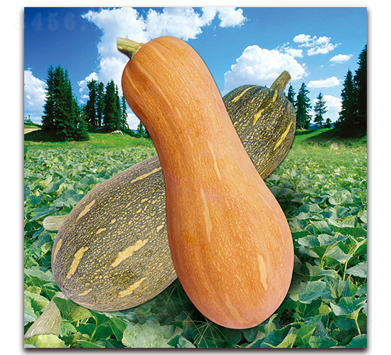 ���r(n��ng)8̖�Ϲϣ�888��-�ϹϷN��-�����r(n��ng)